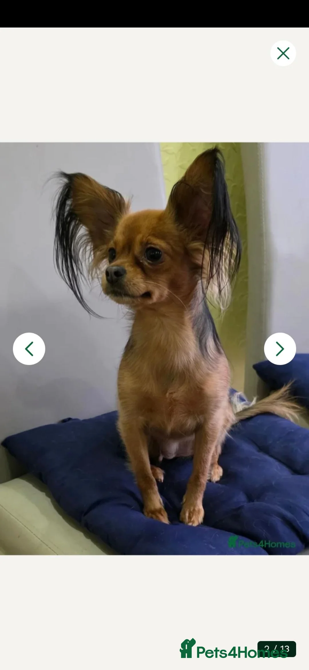 Russian Toy Terrier dogs for sale: Russian Toy  - Advert 2