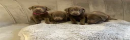 Labrador Retriever dogs for sale: Stunning silver Labradors ready now  - Advert 16