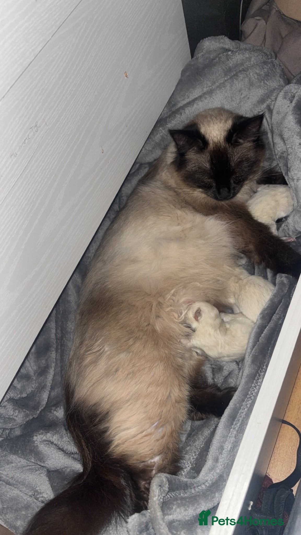 Ragdoll cats for sale: Beautiful pair of ragdoll boys - Advert 11
