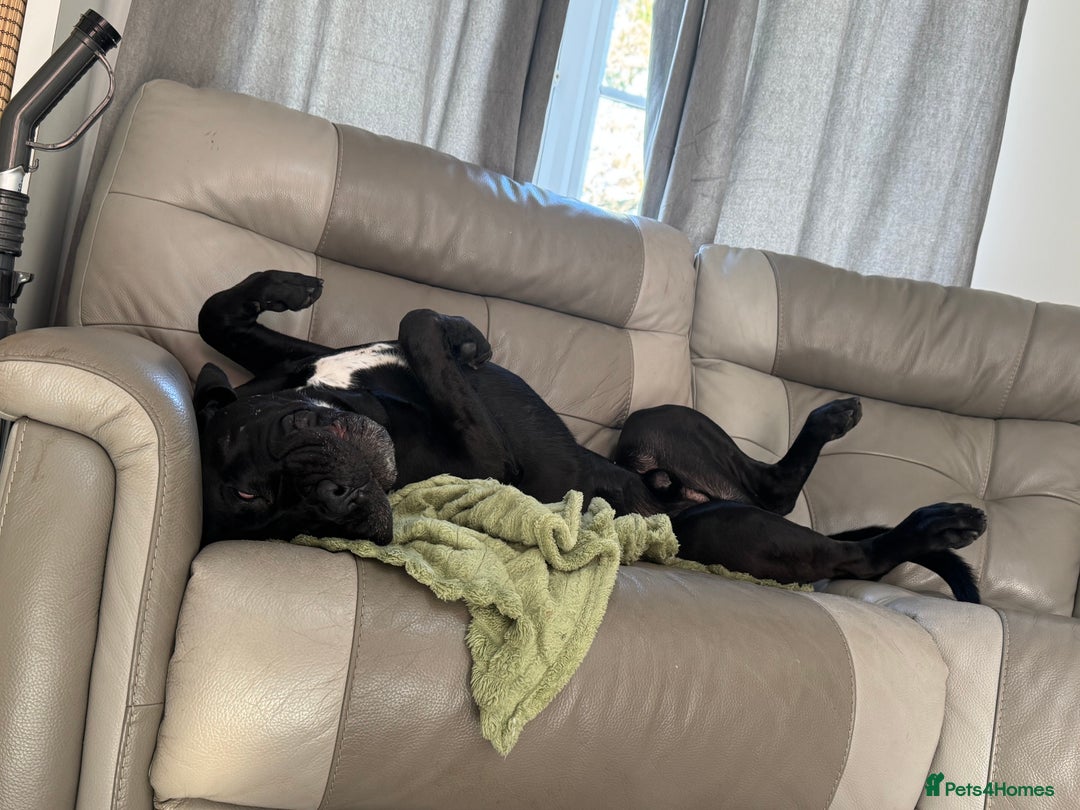 Cane Corso dogs for stud: Roger in Colchester - Advert 22