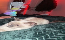 Ragdoll cats for sale: Full Ragdoll male 7 mouth old  - Image 3