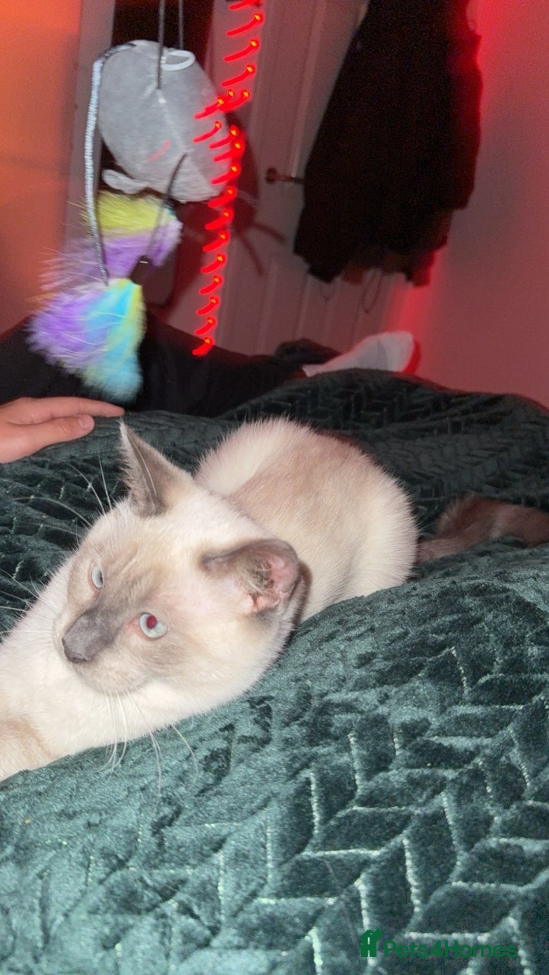 Ragdoll cats for sale: Full Ragdoll male 7 mouth old  - Image 3