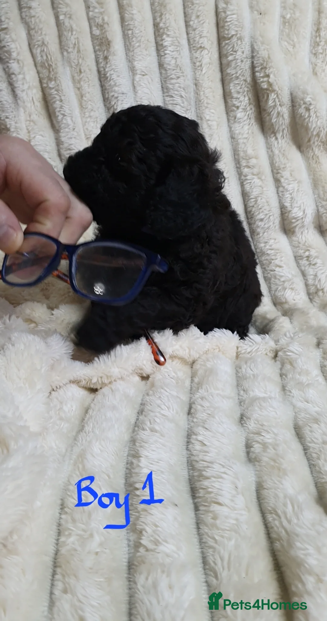 Toy Poodle dogs for sale: Tiny Toy Poodle puppies ready to leave 1st March - Advert 24