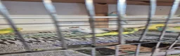 Budgerigars birds for sale: Beautiful baby budgies  in Oakham - Advert 8