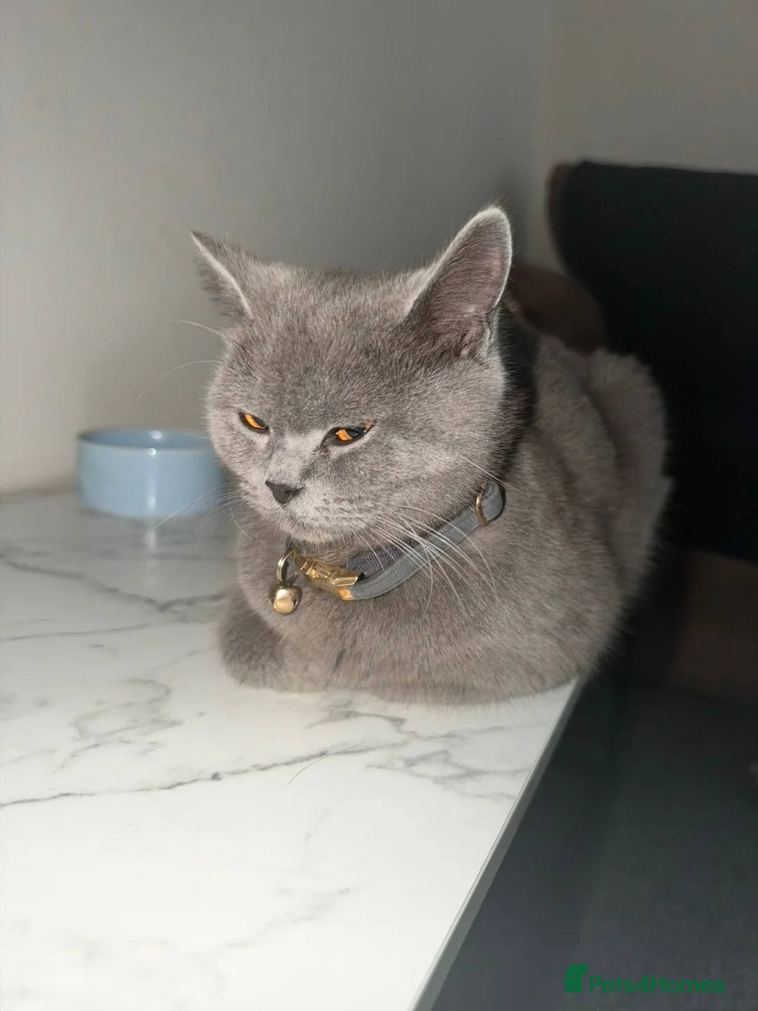 British Shorthair cats for sale: British Shorthair / Tabby Kittens Available 🐾 - Advert 7
