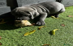 Cane Corso dogs for sale: Blue Cane corso - Image 7