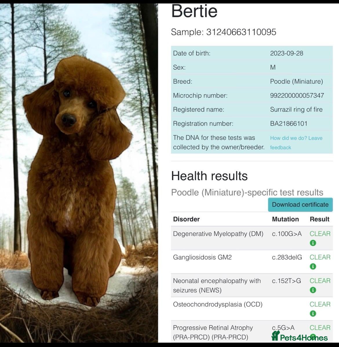 Cockapoo dogs Red and apricot cockedpoo puppys - Advert 2