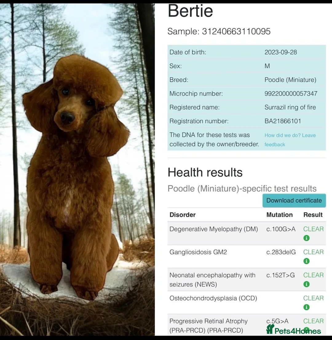 Cockapoo dogs for sale: Red and apricot cockedpoo puppys - Advert 2