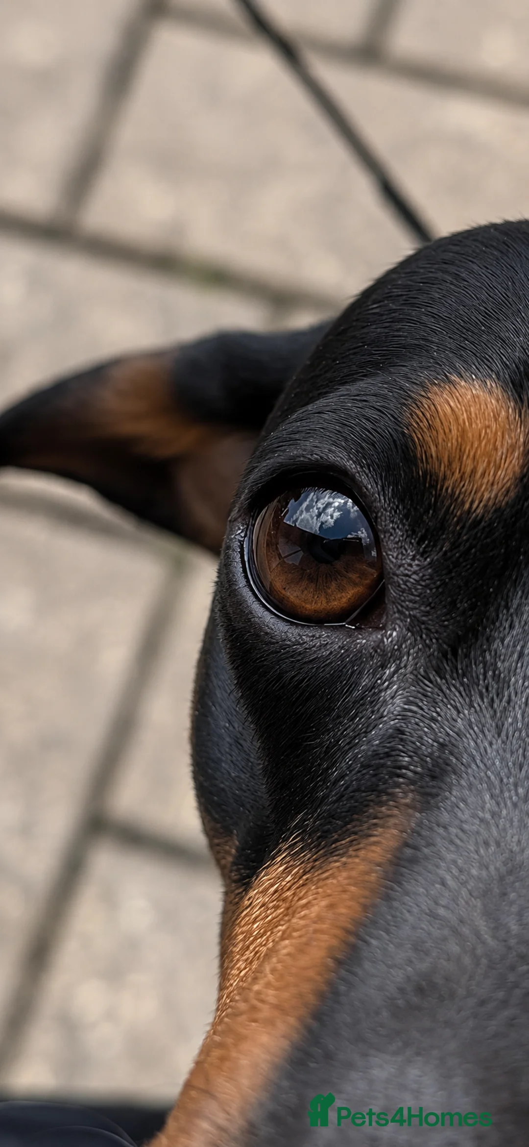 Miniature Dachshund dogs for stud: Miniature Dachshund for Breeding – Winnie 🐾 - Advert 5