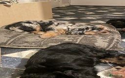 Mixed Breed dogs for sale: Portuguese sheepdog in Cramlington - Image 9
