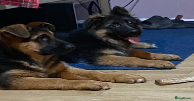 German Shepherd dogs Outstanding Vomkonstanz German Shepherd Litter  - Advert 1