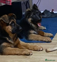 German Shepherd dogs Outstanding Vomkonstanz German Shepherd Litter - Advert 1