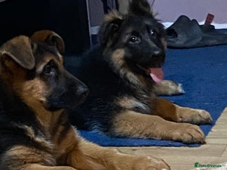 German Shepherd dogs Outstanding Vomkonstanz German Shepherd Litter - Advert 2