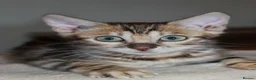 Bengal cats for sale: One Brown Rosette Male Bengal Left! - Advert 32