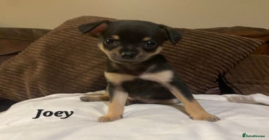 Chihuahua dogs - Advert 4