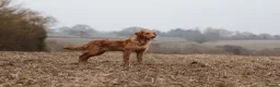 Golden Retriever dogs for sale: ✨Due✨ Health tested, KC working golden retrievers - Advert 7