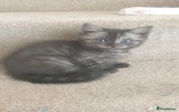 Ragdoll cats for sale: Ragdoll x tabby kittens - Image 25