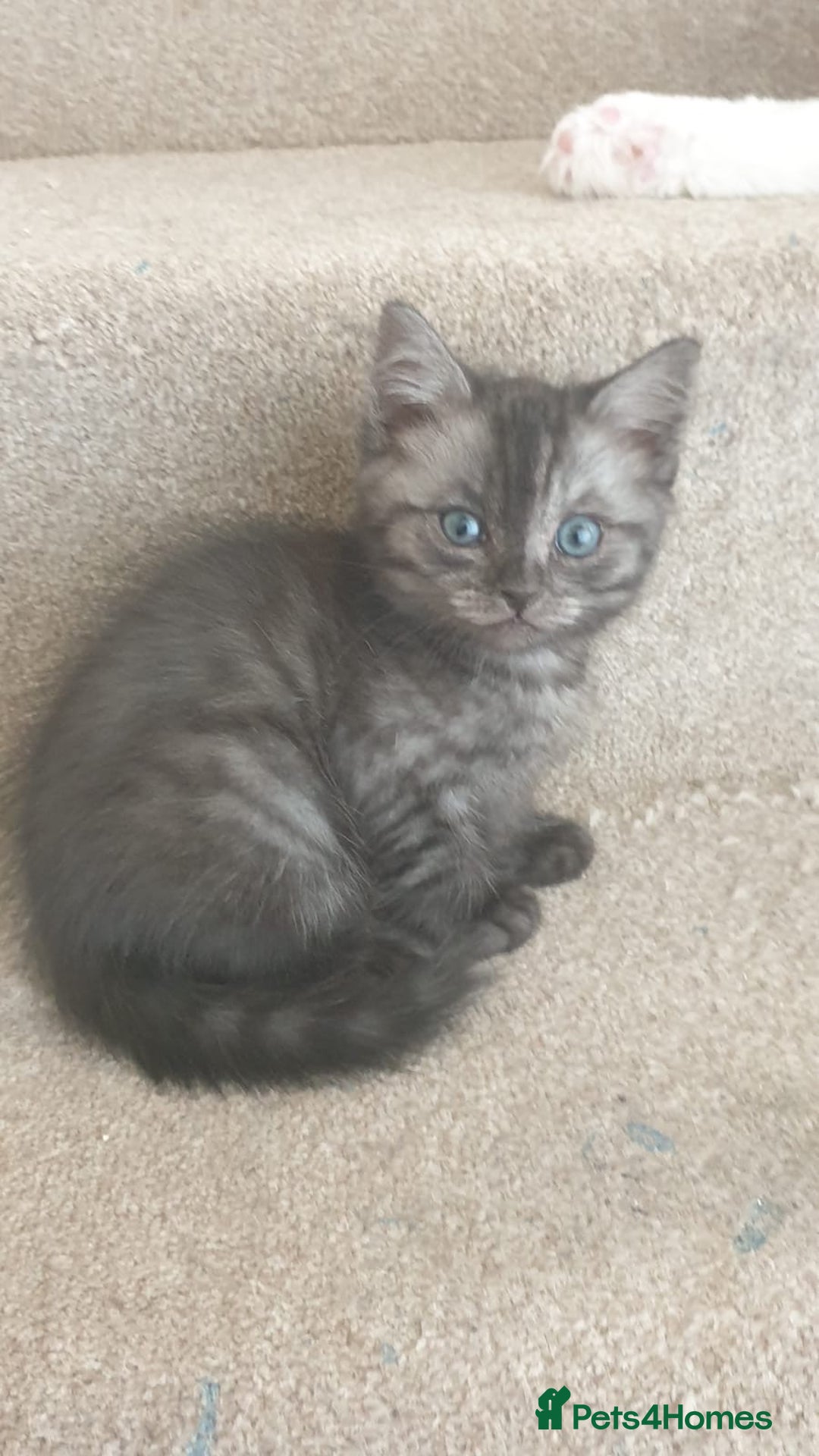Ragdoll cats for sale: Ragdoll x tabby kittens - Image 25