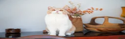 British Shorthair cats for sale: GCCF and TICA Registered -Show Quality BSH. - Advert 10