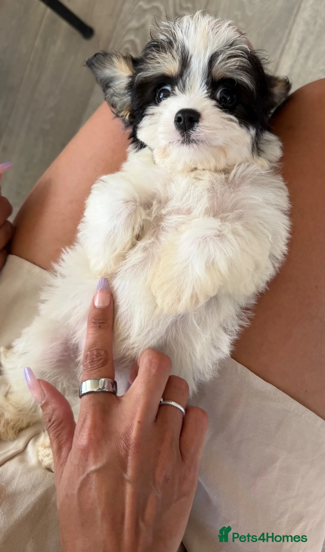 Cavapoo dogs for sale: Cavapoo puppies 🐶 ready now  - Advert 2