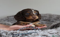 Miniature Dachshund dogs for sale: PEDIGREE MINIATURE LONGHAIRED DACHSHUNDS  - Image 2