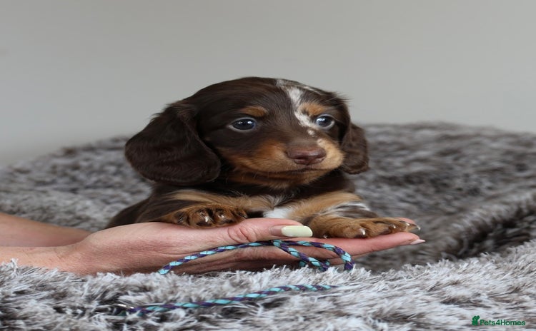 Miniature Dachshund dogs - Advert 4