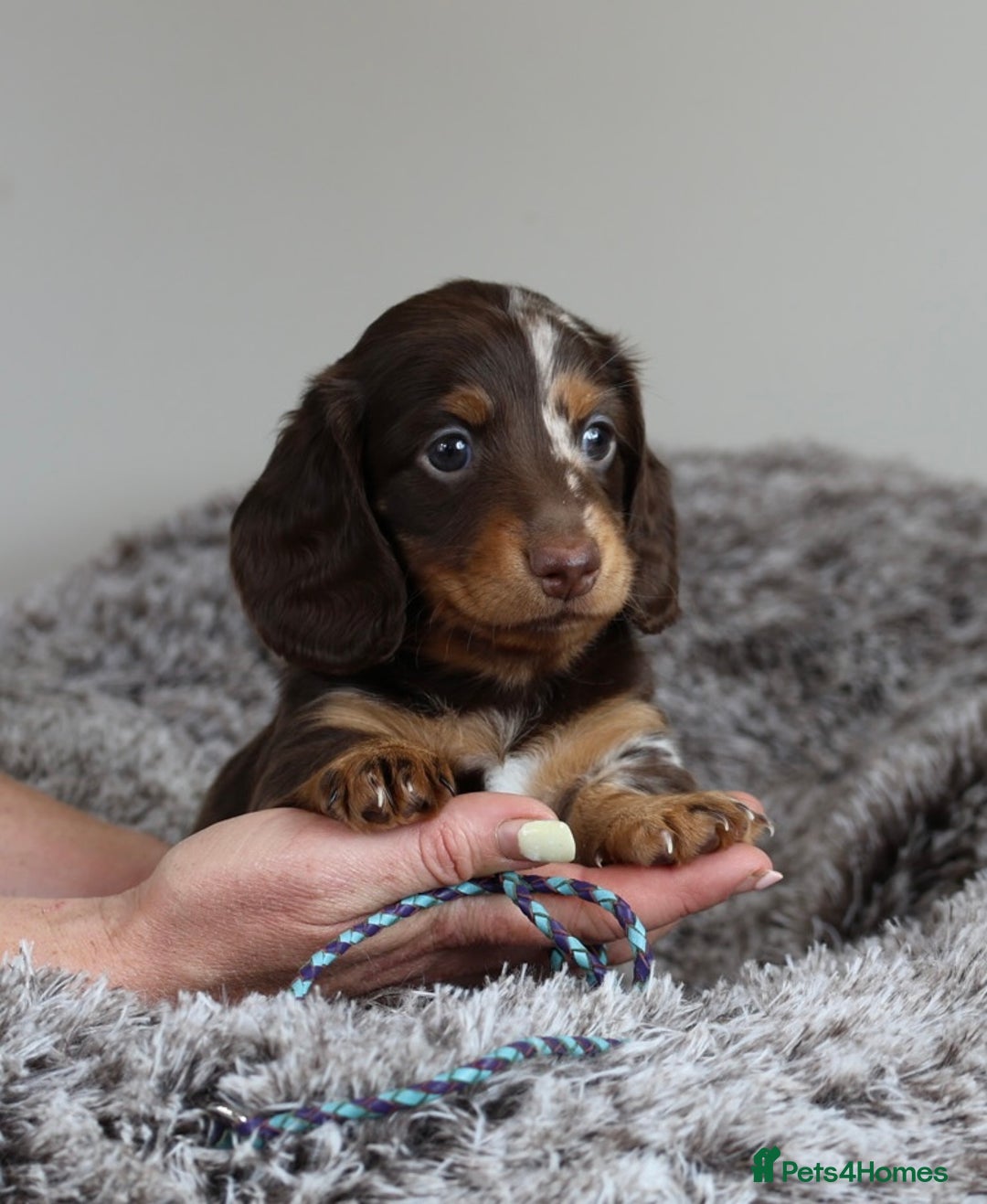 Miniature Dachshund dogs for sale: PEDIGREE MINIATURE LONGHAIRED DACHSHUNDS  - Image 2