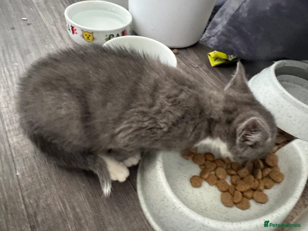 Mixed Breed cats for sale: All beautiful male kittens - Advert 15