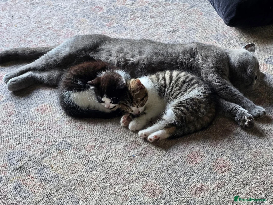 British Shorthair cats for sale: 1 Male kitten avaible - Advert 5