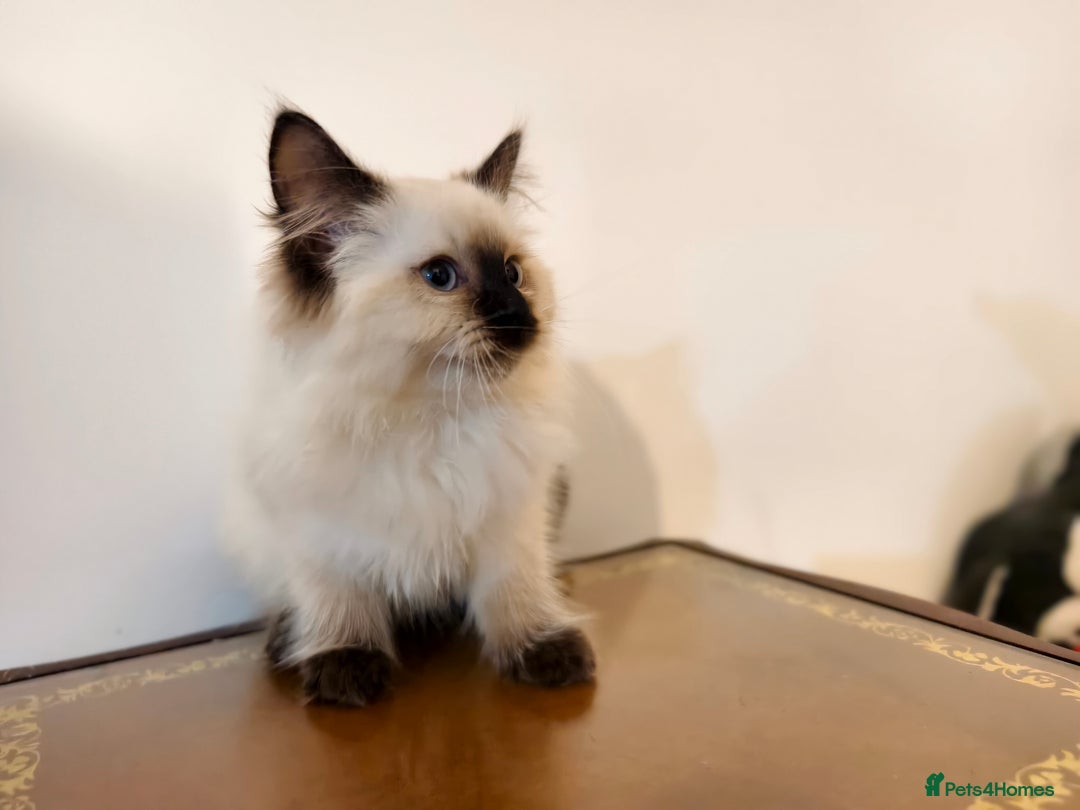 Ragdoll cats for sale: Beautiful Ragdoll Kittens Ready for Sale! - Advert 16