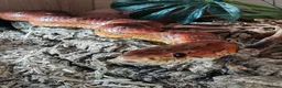 Corn Snake reptiles for sale: Corn snake rehome in Newcastle upon Tyne - Advert 1