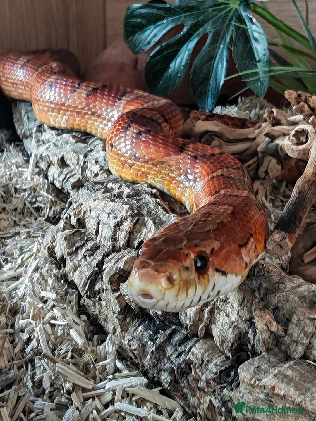 Corn Snake reptiles for sale: Corn snake rehome in Newcastle upon Tyne - Advert 1