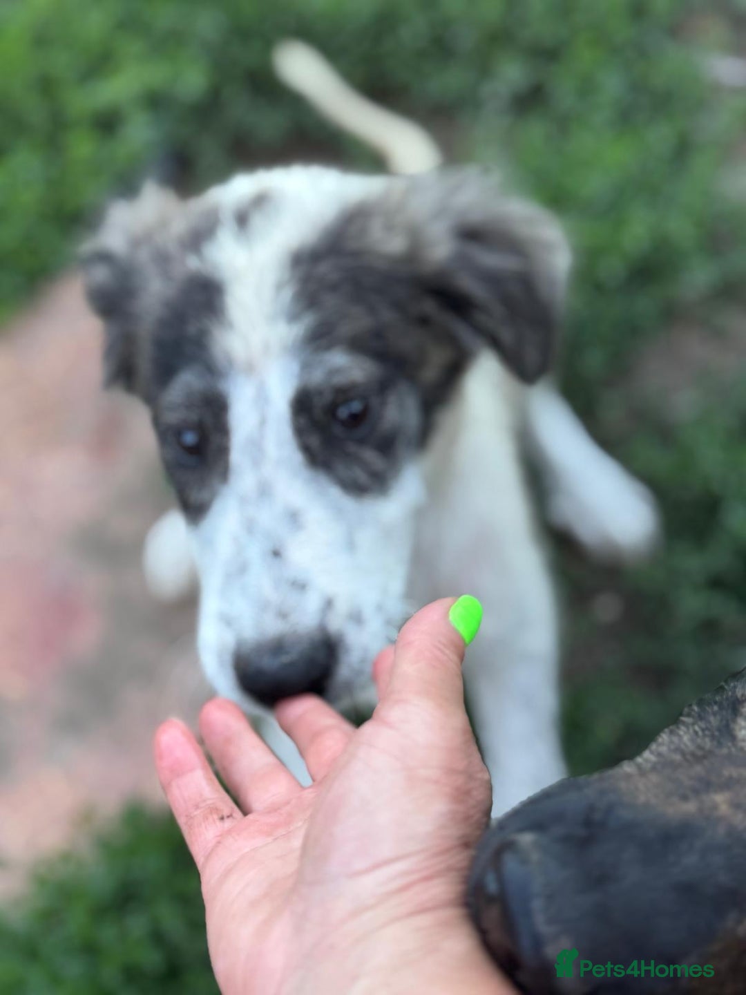 Mixed Breed dogs for adoption: ODIN, a superb young boy - for a Loving Home - Image 2