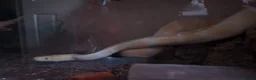 Python Snake reptiles for sale: Albino royal python 5years old  in Middlesbrough - Advert 4