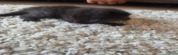Mixed Breed cats for sale:  BEAUTIFUL RUSSIAN BLUE X BSH KITTENS  - Advert 25