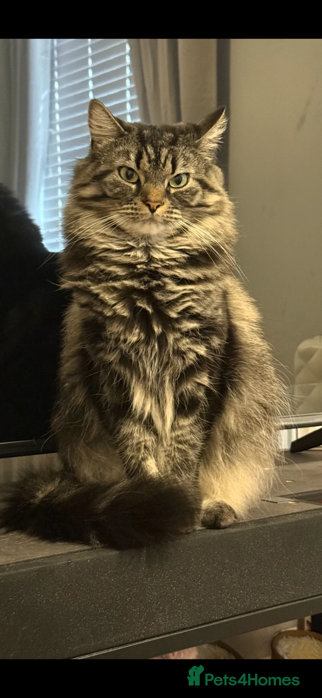 British Longhair cats for sale: Leo & Lexi  ** , available now in Stockton-on-Tees - Advert 1