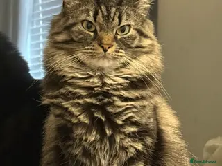 British Longhair cats Leo & Lexi free to a good home, available now - Advert 2