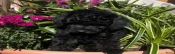 Labradoodle dogs for sale: READY NOW! Mini Labradoodles Health tested parents in Leicester - Advert 19