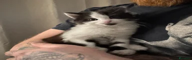 black and white female kitten 