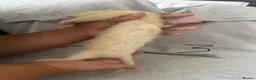 Ferret rodents for sale: Stunning part angora kits for sale in Cardiff - Advert 24