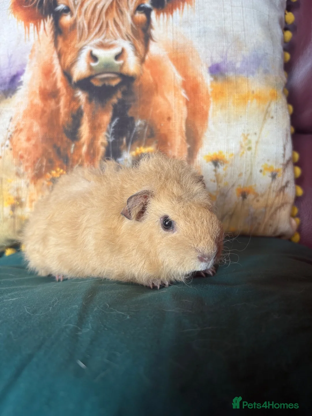 Guinea Pig rodents for sale: Two beautiful bonded sisters  - Advert 5