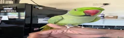 Parakeets birds for sale: Indian Ringneck parakeet (male) for sale in Gravesend - Advert 5