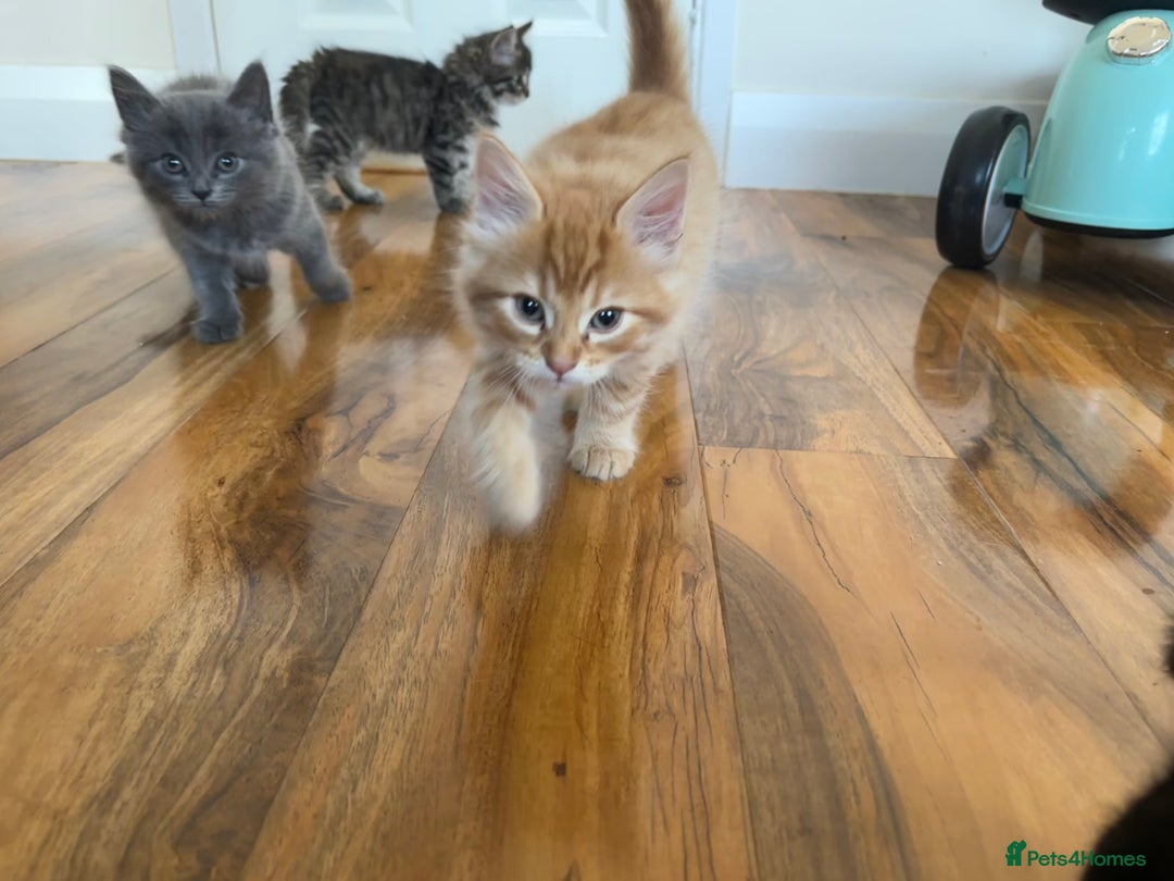 Mixed Breed cats for sale: 6 Beautiful long hair mixed kittens - ready 26/08 - Image 2
