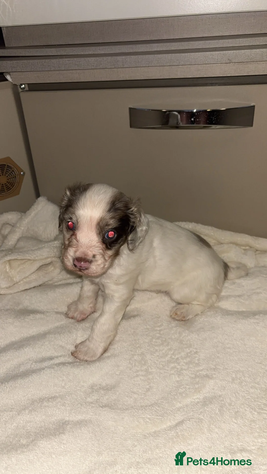 English Springer Spaniel dogs for sale: Male springer spaniel - Advert 7