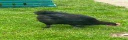 Chickens poultry for sale: French copper black  Marrans - Advert 3