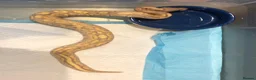 Mixed Breed reptiles for sale: I have 5 royals I’m looking at reselling/rehoming in Basildon - Advert 3