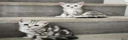 Scottish Fold cats for sale: Last Scottish Straight Silver Tabby Boy Available - Advert 15