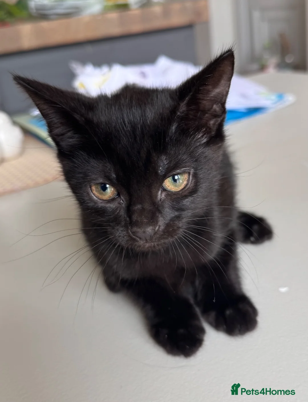 Mixed Breed cats for sale: 4 Beautiful 12 Week Old Kittens Ready to Collect  - Advert 2
