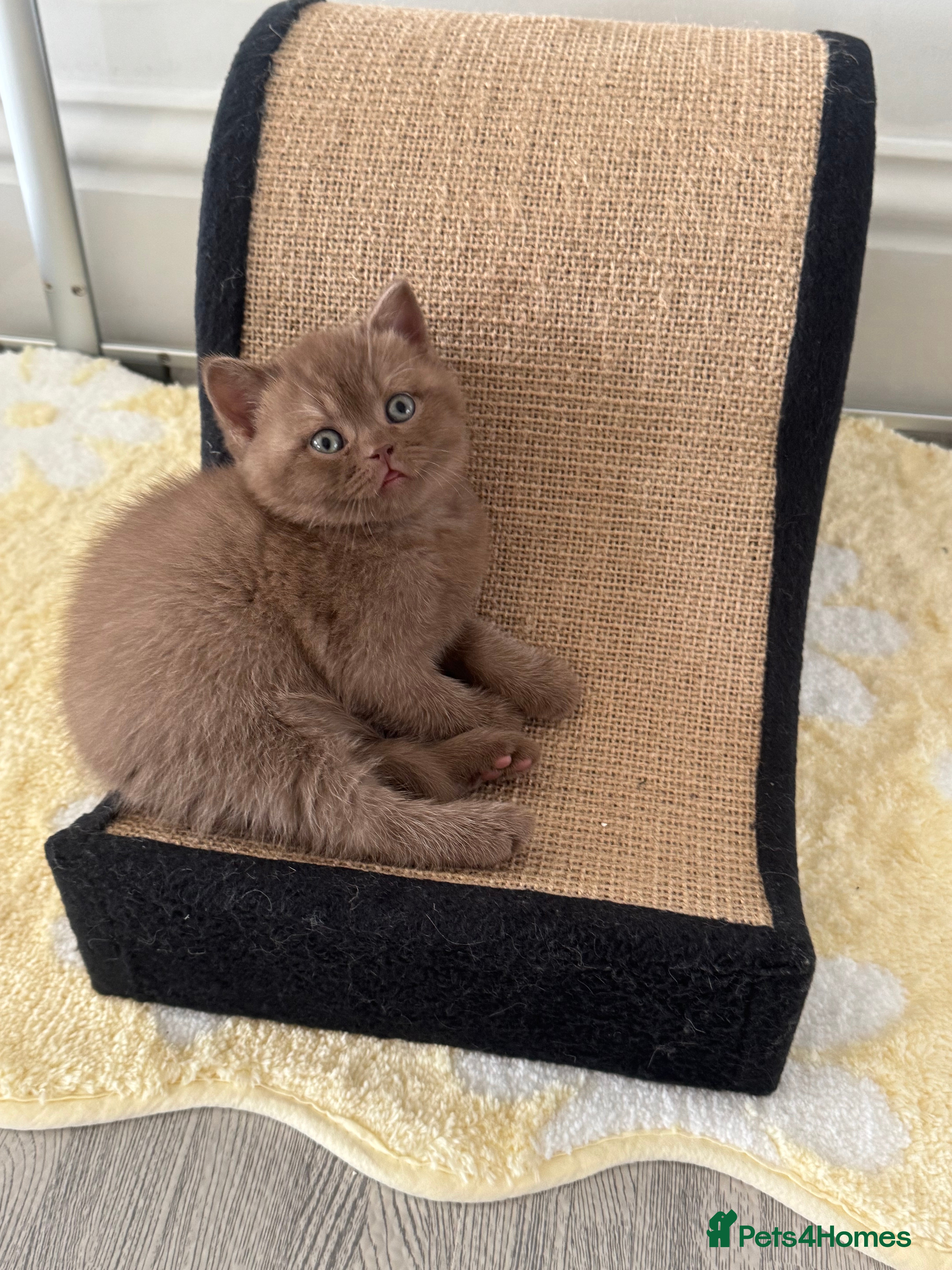 British Shorthair cats Exceptional Fife Registered BSH Kittens - Advert 2