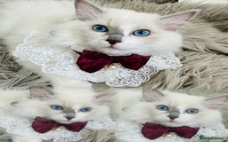 Ragdoll cats for sale: 🌸SALE.Purebred Ragdoll-GCCFstunning kittens🌸🌸🌸 in Wolverhampton - Image 5